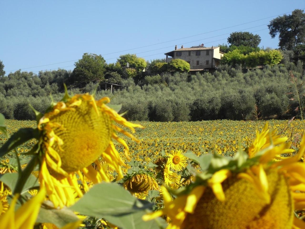 Agriturismo Oliveto Di Geltrude Contessa Amelia Extérieur photo